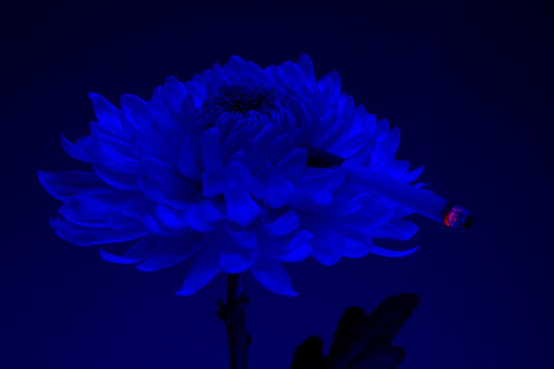 © William Joe Josephs Radford - Image from the Cherry Blossom photography project