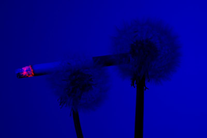 © William Joe Josephs Radford - Image from the Cherry Blossom photography project