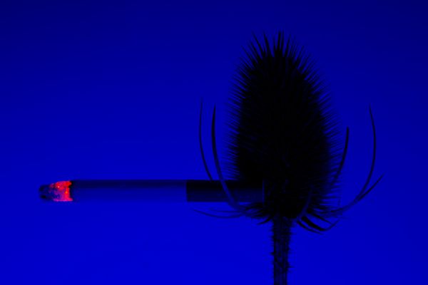 © William Joe Josephs Radford - Image from the Cherry Blossom photography project