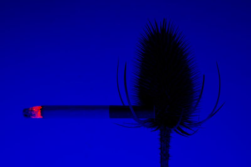 © William Joe Josephs Radford - Image from the Cherry Blossom photography project