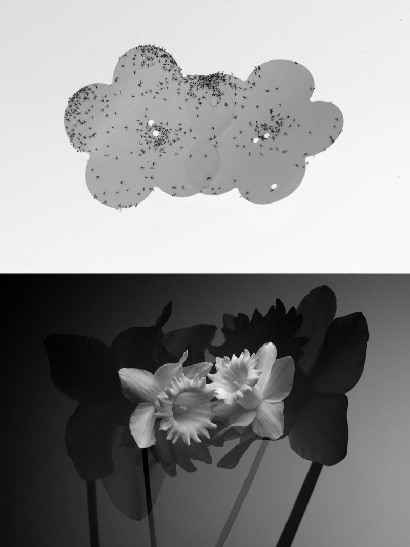 © William Joe Josephs Radford - Image from the Gradient Loss photography project