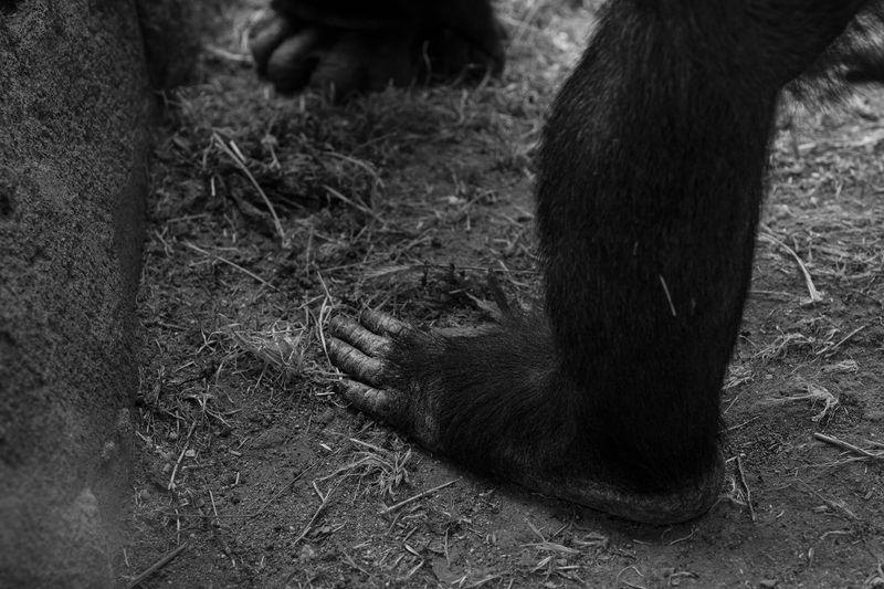 © Gareth Ioan Davies - Image from the FAKE BIRD CLOWN photography project