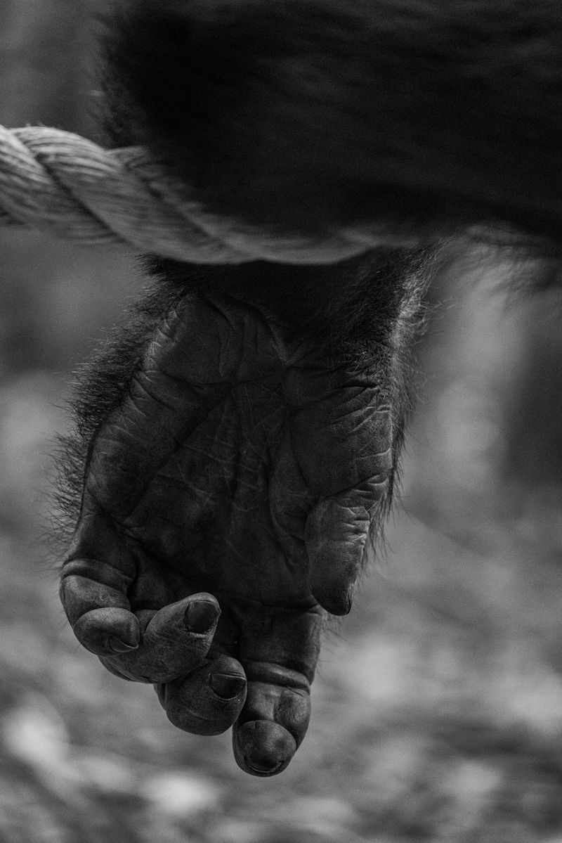 © Gareth Ioan Davies - Image from the FAKE BIRD CLOWN photography project