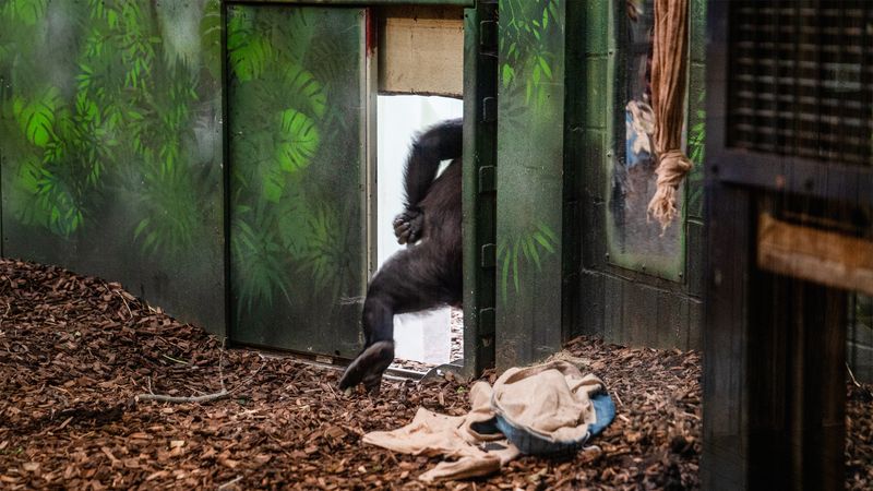 © Gareth Ioan Davies - Image from the FAKE BIRD CLOWN photography project