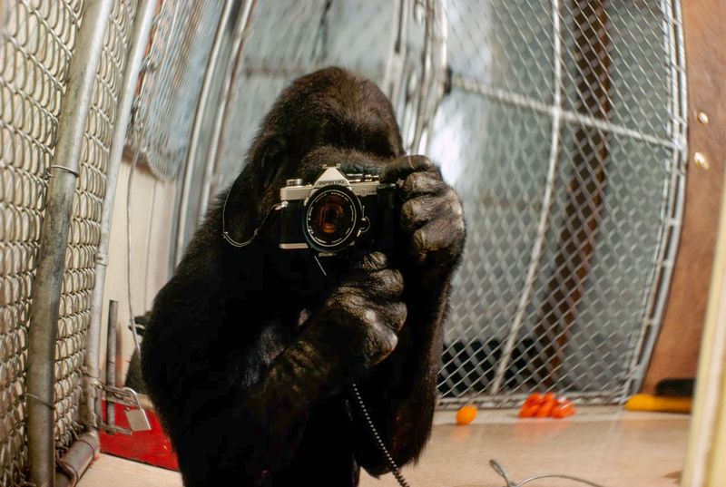 © Gareth Ioan Davies - Image from the FAKE BIRD CLOWN photography project