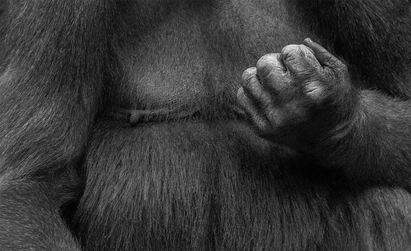 © Gareth Ioan Davies - Image from the FAKE BIRD CLOWN photography project