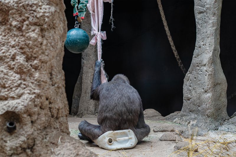 © Gareth Ioan Davies - Image from the FAKE BIRD CLOWN photography project