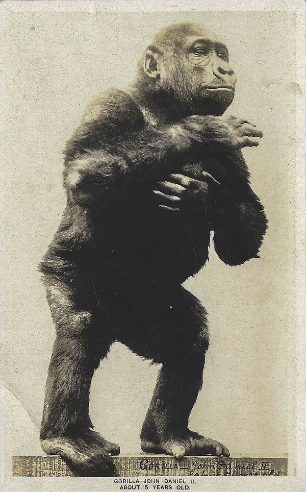 © Gareth Ioan Davies - Image from the FAKE BIRD CLOWN photography project