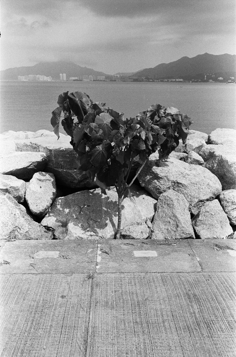 © Jimi Tsang - Image from the Hong Kong Garden photography project
