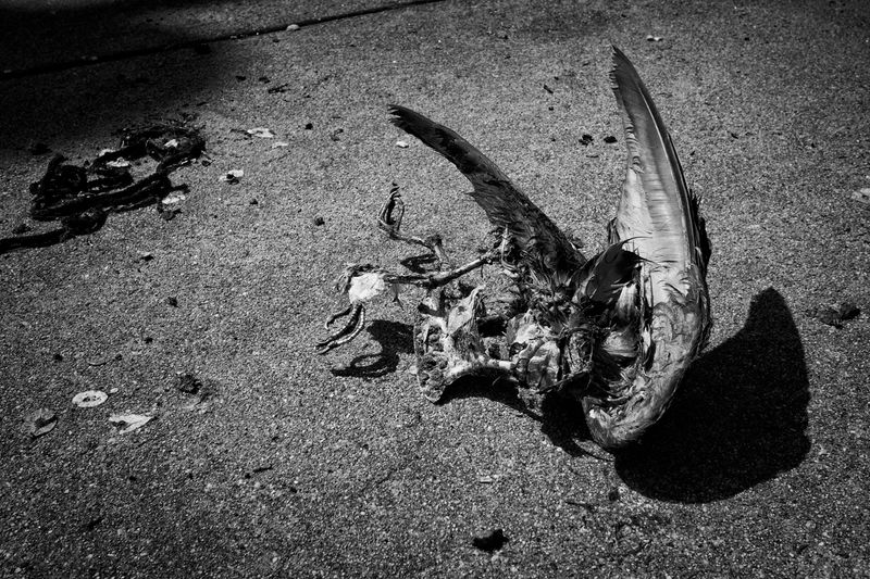 © David Horton - Image from the The Lindemann Center photography project