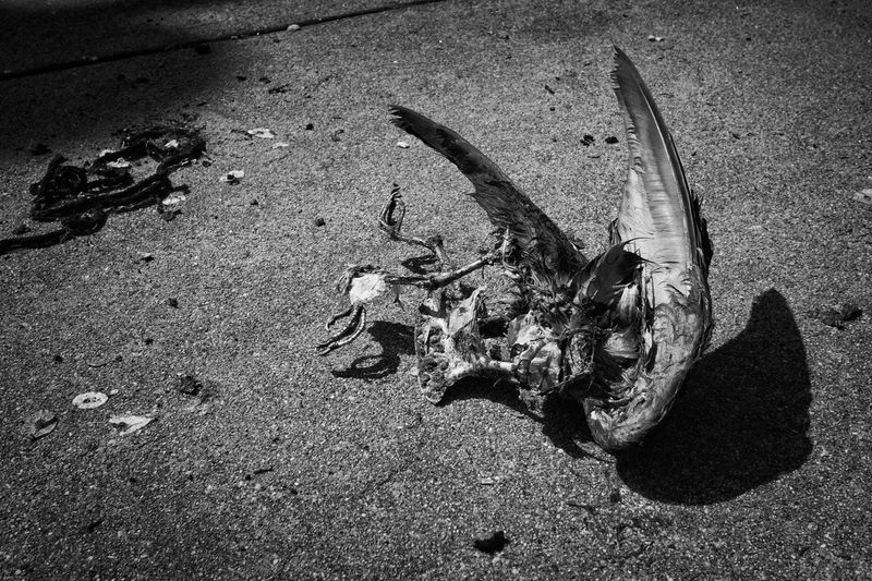 © David Horton - Image from the The Lindemann Center photography project