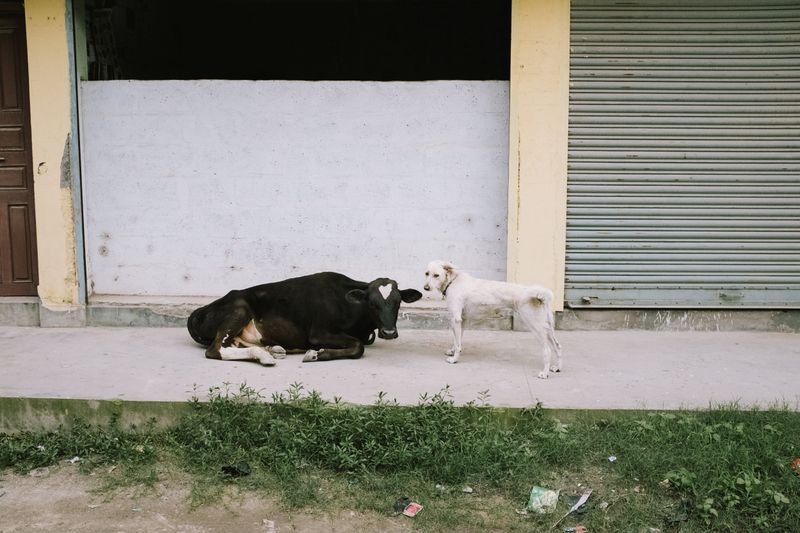 © Mankichi Shinshi - Image from the Predetermined Journey photography project