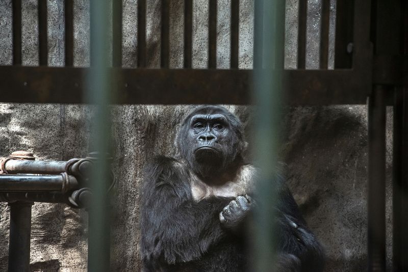 © Sandra Hoyn - Image from the Trapped for Entertainment - Wildlife Tourism built on Suffering photography project