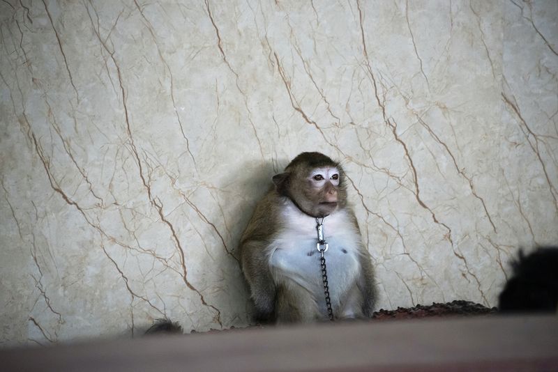 © Sandra Hoyn - Image from the Trapped for Entertainment - Wildlife Tourism built on Suffering photography project