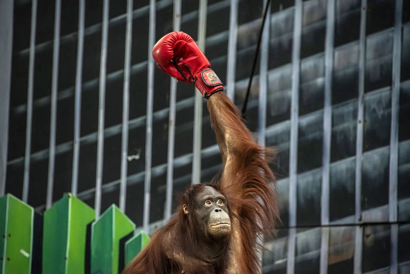 © Sandra Hoyn - Image from the Trapped for Entertainment - Wildlife Tourism built on Suffering photography project