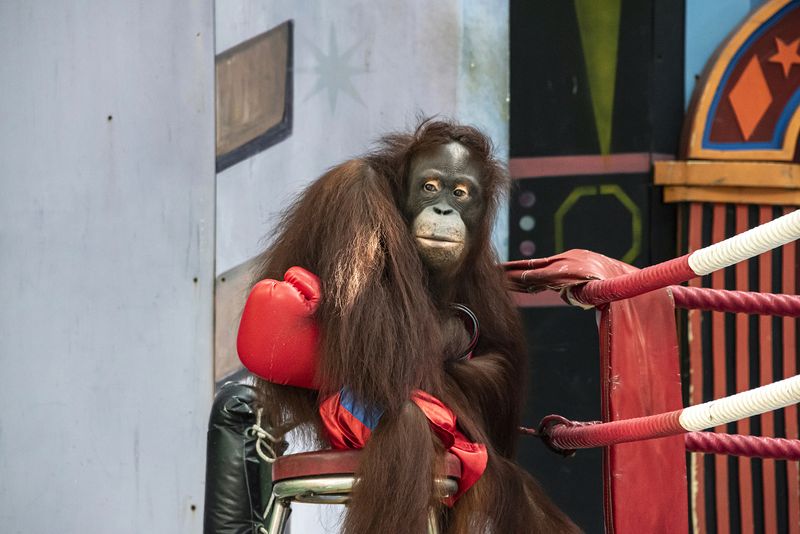 © Sandra Hoyn - Image from the Trapped for Entertainment - Wildlife Tourism built on Suffering photography project