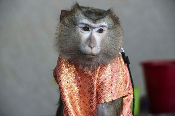 © Sandra Hoyn - Image from the Trapped for Entertainment - Wildlife Tourism built on Suffering photography project