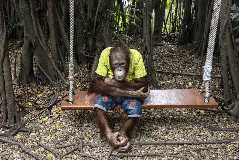 © Sandra Hoyn - Image from the Trapped for Entertainment - Wildlife Tourism built on Suffering photography project