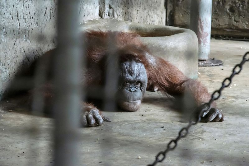 © Sandra Hoyn - Image from the Trapped for Entertainment - Wildlife Tourism built on Suffering photography project