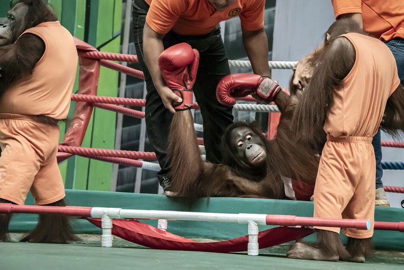 © Sandra Hoyn - Image from the Trapped for Entertainment - Wildlife Tourism built on Suffering photography project