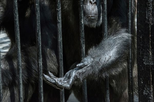 © Sandra Hoyn - Image from the Trapped for Entertainment - Wildlife Tourism built on Suffering photography project