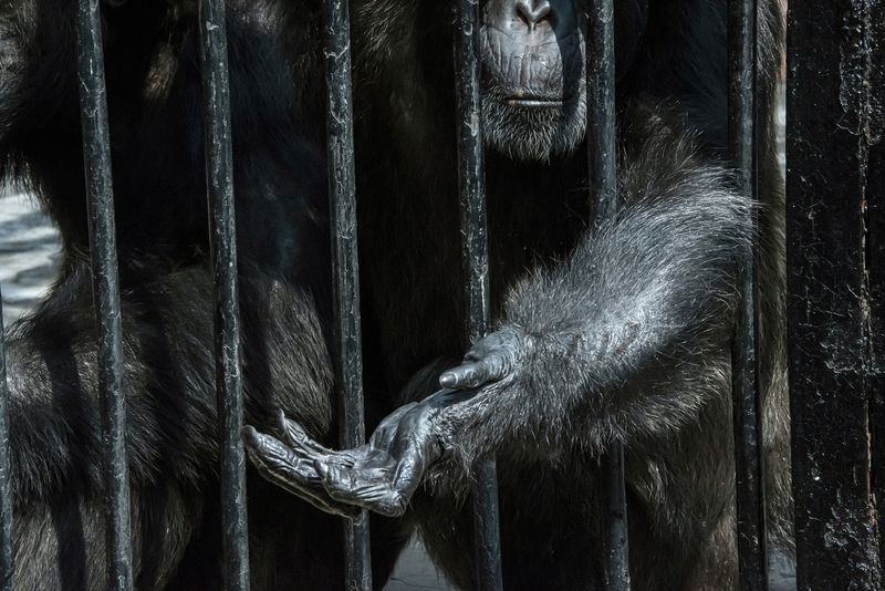 © Sandra Hoyn - Image from the Trapped for Entertainment - Wildlife Tourism built on Suffering photography project