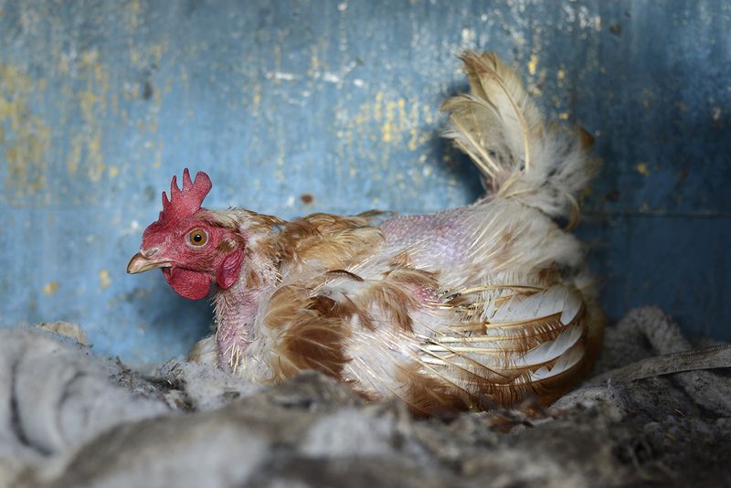 © Mariia Kokunova - Wet hen