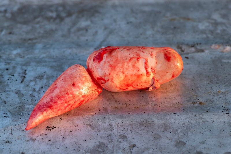 © Mariia Kokunova - Swim bladder