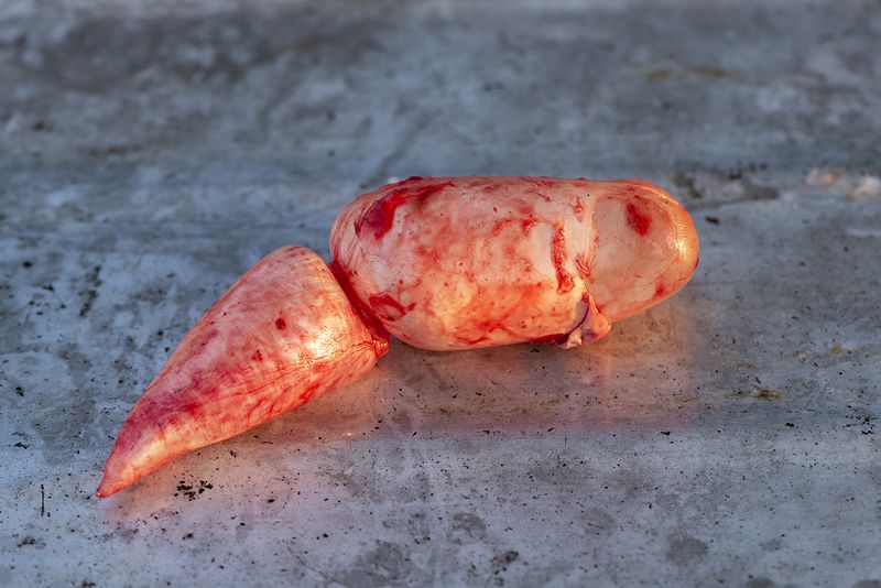 © Mariia Kokunova - Swim bladder