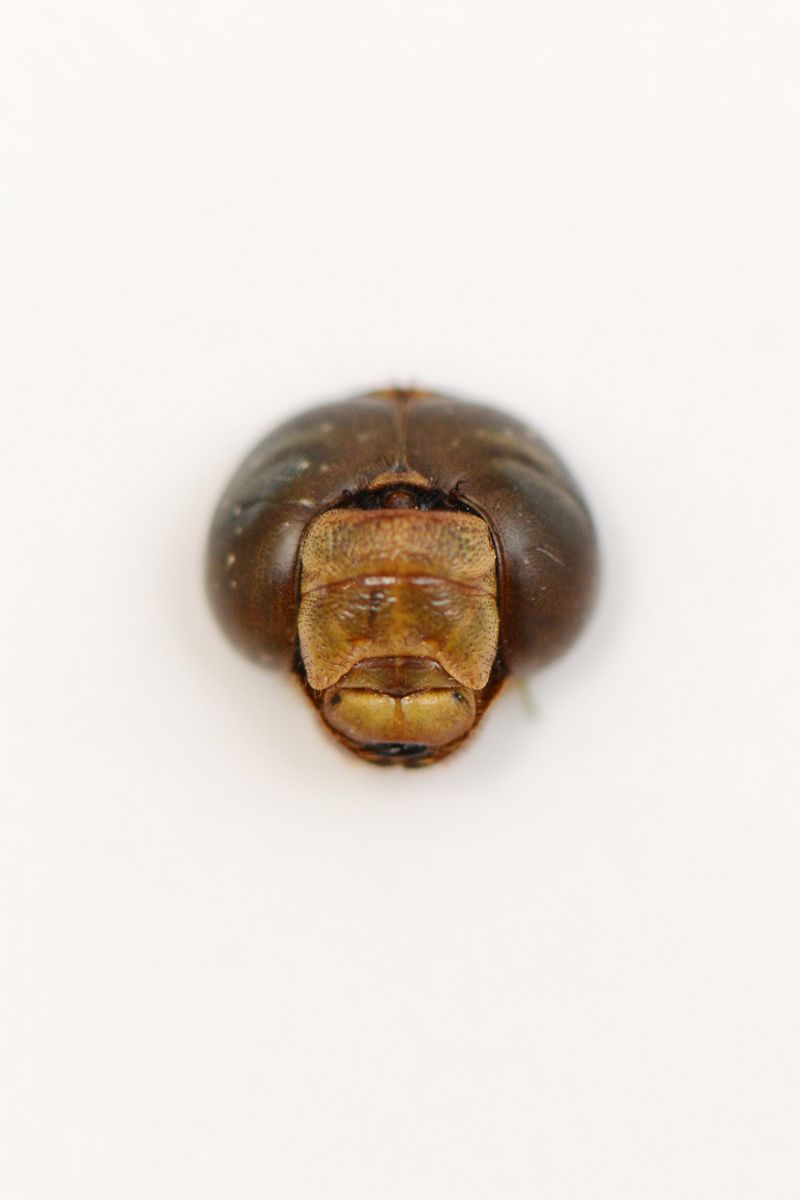 © Mariia Kokunova - Image from the ERROR (collaboration with artist and programmer Yuri Pavlov, web-desiner Sergey Sergienko and model Liliya Charras) photography project