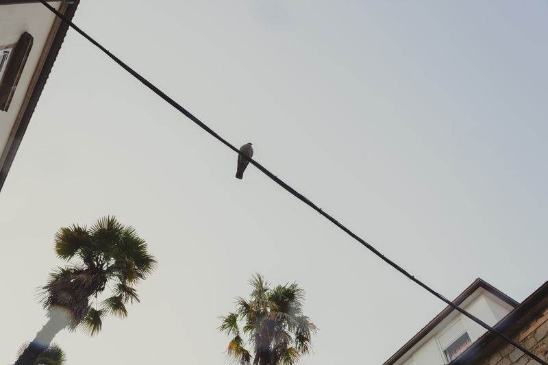 © Ana Norman Bermudez - A pigeon observes Santiago's busy streets from above.