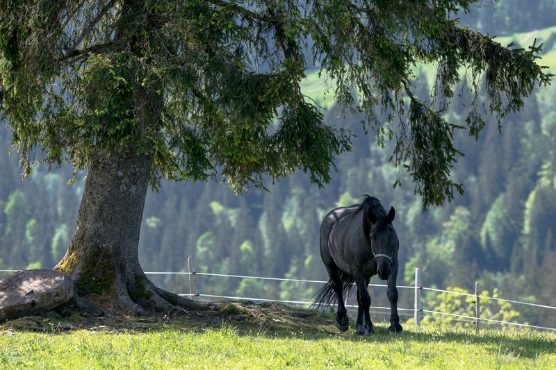 © Thomas Gutschi - Inclined tree