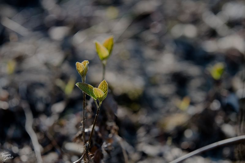 © Thomas Gutschi - Image from the Covid-19 Pictures, no words needed photography project