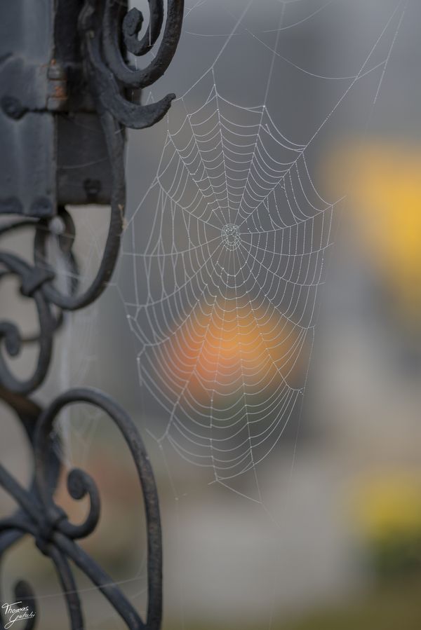 © Thomas Gutschi - Spiderweb