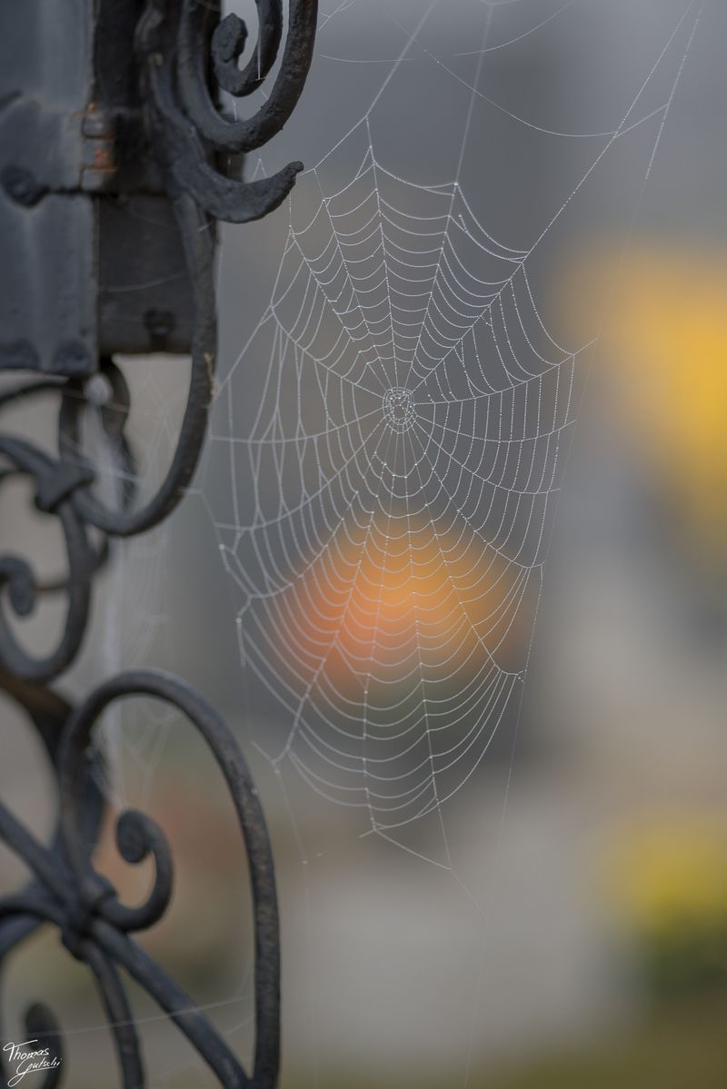 © Thomas Gutschi - Spiderweb