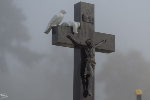 © Thomas Gutschi - When doves Cry