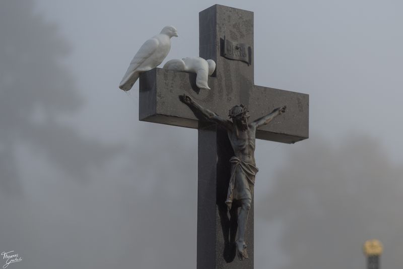 © Thomas Gutschi - When doves Cry