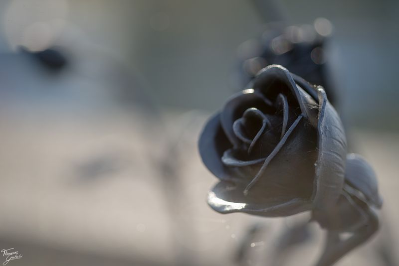 © Thomas Gutschi - Black rose