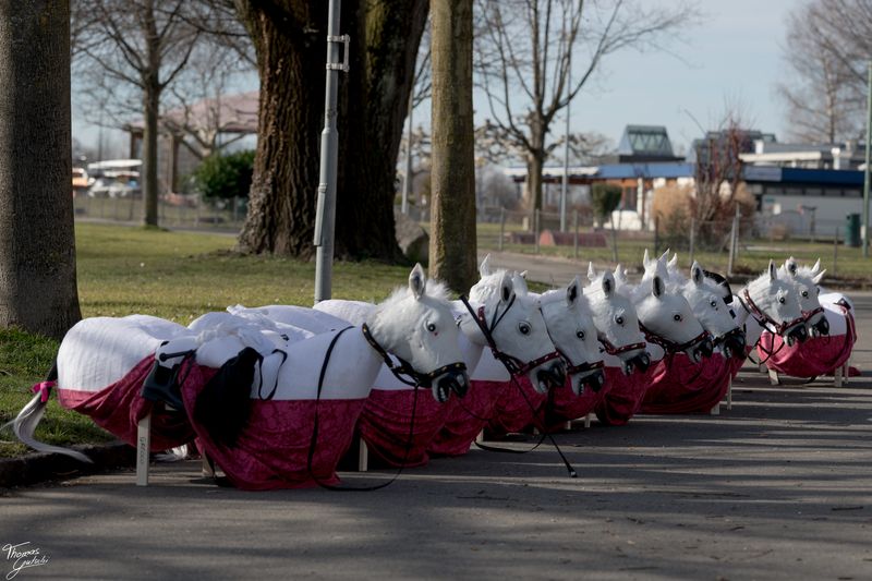 © Thomas Gutschi - horses