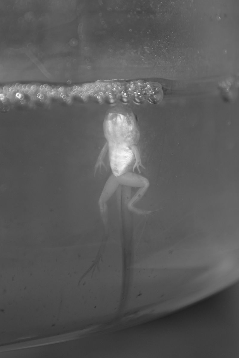 © Sharday Swanepoel - Image from the The extraordinary, supernatural paracosm of Sharday Swanepoel photography project