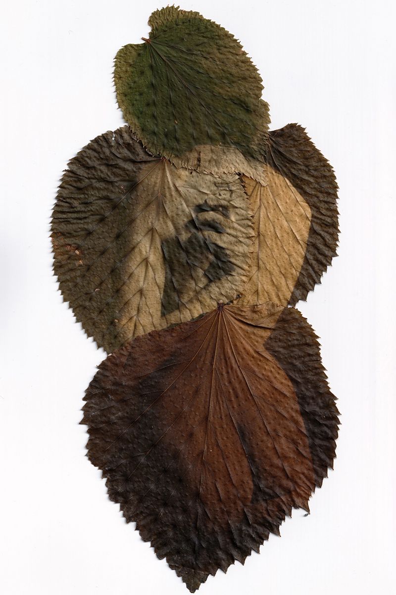 © Naoual Leau - Image from the Dead Leaves ( Les Feuilles mortes) photography project