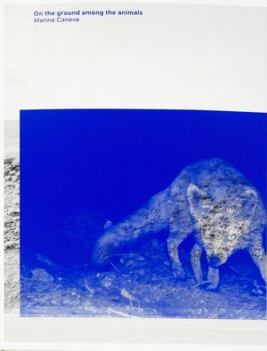 Marina Caneve — On the ground among the animals