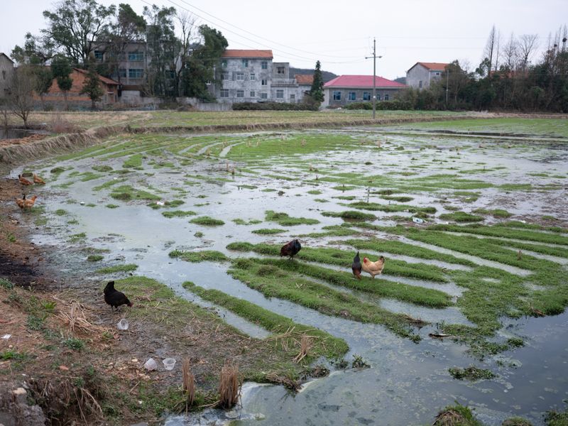 © Shina Peng - Farm land outside of our home.