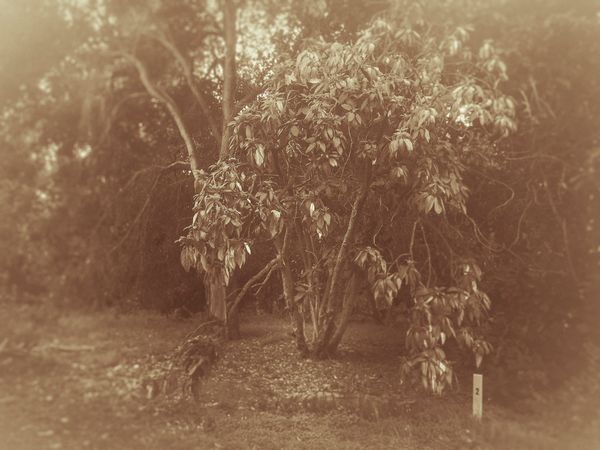 © Sharon Madden Harkness - Image from the Gracewood photography project