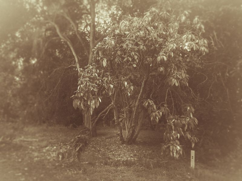 © Sharon Madden Harkness - Image from the Gracewood photography project