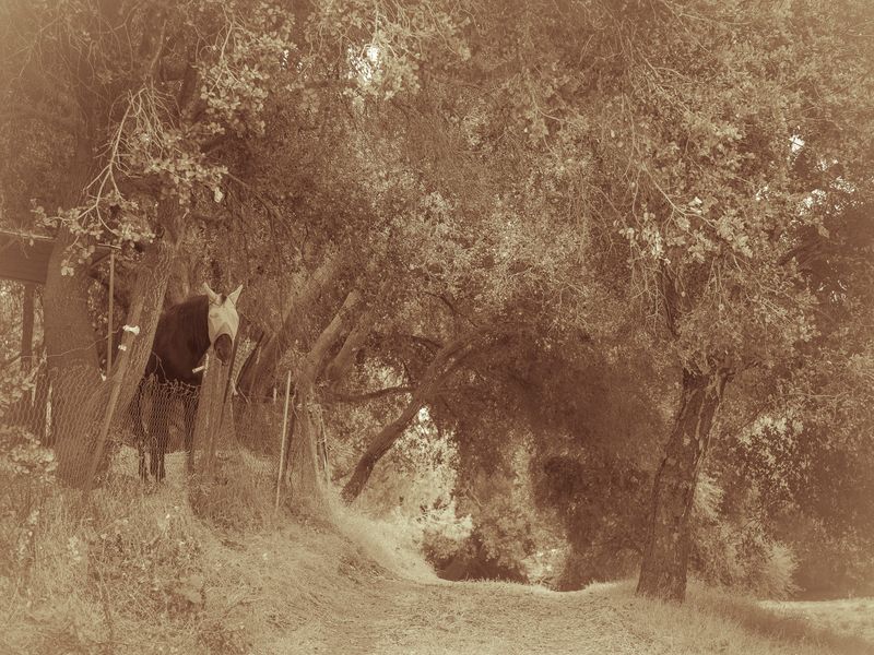 © Sharon Madden Harkness - Image from the Gracewood photography project