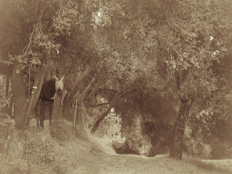 © Sharon Madden Harkness - Image from the Gracewood photography project