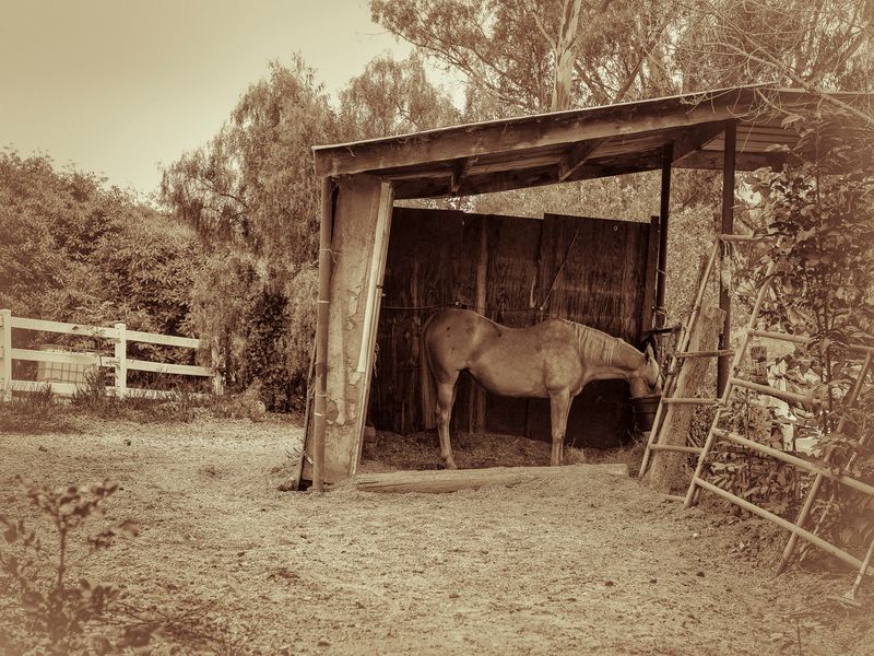 © Sharon Madden Harkness - Image from the Gracewood photography project