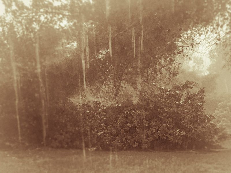 © Sharon Madden Harkness - Image from the Gracewood photography project