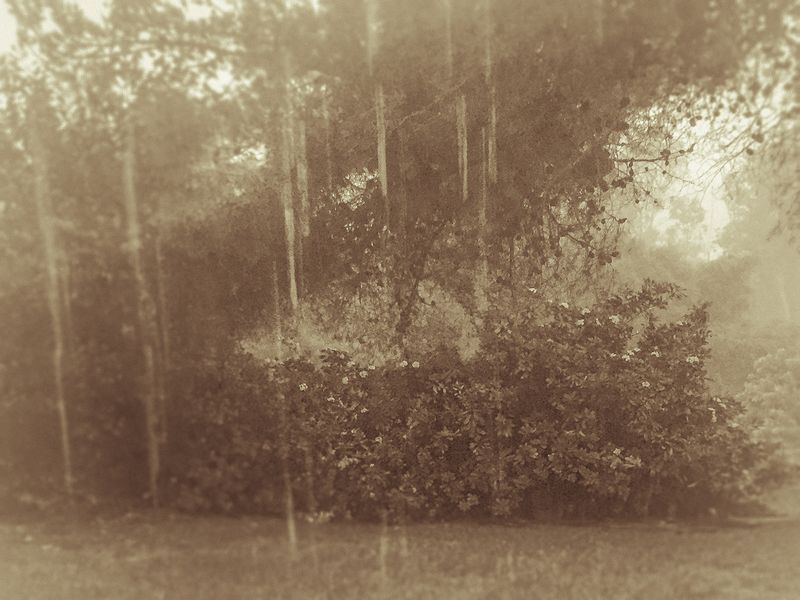 © Sharon Madden Harkness - Image from the Gracewood photography project